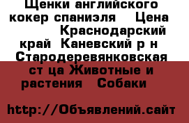 Щенки английского кокер-спаниэля  › Цена ­ 3 500 - Краснодарский край, Каневский р-н, Стародеревянковская ст-ца Животные и растения » Собаки   